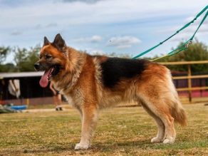 Alfie, a 7 years old male German Shepherd available for adoption from German Shepherd Rescue Elite in Nottinghamshire