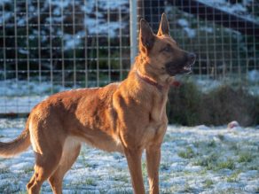 Bambi, a 4 years old female German Shepherd available for adoption from German Shepherd Rescue Elite in Cornwall