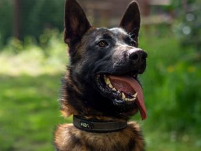 Cadan, a 3 years old male Belgian Malinois available for adoption from German Shepherd Rescue Elite in Cornwall