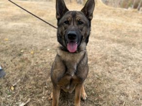 Ludwig, a 3 years old male German Shepherd available for adoption from German Shepherd Rescue Elite in Essex