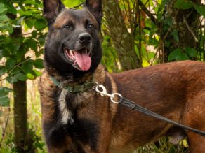 Bruno, a 6 years old male German Shepherd available for adoption from German Shepherd Rescue Elite in Cornwall