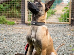 Pearl, a 3 years old female Belgian Malinois available for adoption from German Shepherd Rescue Elite in Cornwall