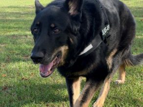 Khan, a 12 years old male German Shepherd available for adoption from German Shepherd Rescue Elite in Buckinghamshire