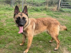 Bonnie, a 2 years old female Belgian Malinois X available for adoption from German Shepherd Rescue Elite in Essex
