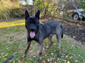 Marcus, a 3 years old male Belgian Malinois X available for adoption from German Shepherd Rescue Elite in Essex