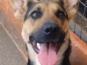 Kova, a 1 year old female German Shepherd available for adoption from German Shepherd Rescue Elite in Nottinghamshire