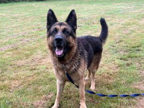 Rex, a 7 years old male German Shepherd available for adoption from German Shepherd Rescue Elite in Essex