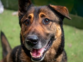 Bruno, a 9 years old male German Shepherd available for adoption from German Shepherd Rescue Elite in Cornwall