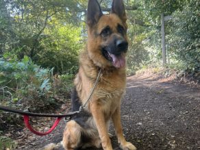 Rocket, a 8 years old male German Shepherd available for adoption from German Shepherd Rescue Elite in Essex