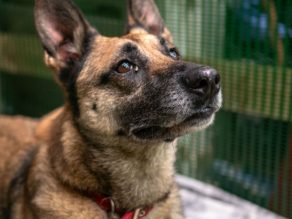 Indy, a 8 years old female German Shepherd X Belgian Malinois available for adoption from German Shepherd Rescue Elite in Cornwall