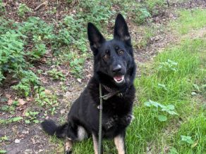 Nellie, a 3 years old female German Shepherd available for adoption from German Shepherd Rescue Elite in Essex