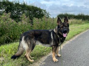 Buddy, a 5 years old male German Shepherd available for adoption from German Shepherd Rescue Elite in Essex