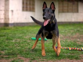 Arti, a 2 years old male Belgian Malinois available for adoption from German Shepherd Rescue Elite in Cheshire