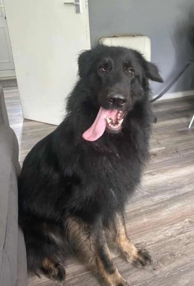 Yoda, a 3 years old male German Shepherd available for adoption from German Shepherd Rescue Scotland in Scotland