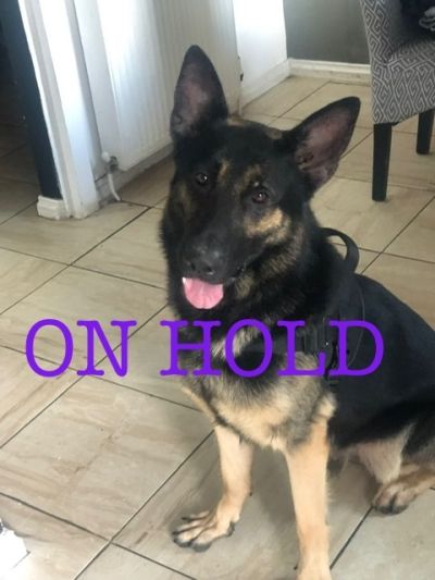 Wolf, a 2 years old male German Shepherd available for adoption from German Shepherd Rescue Scotland in Scotland
