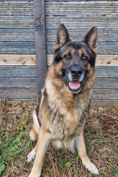 Loki, a 8 years old German Shepherd available for adoption from German Shepherd Rescue Scotland in Scotland