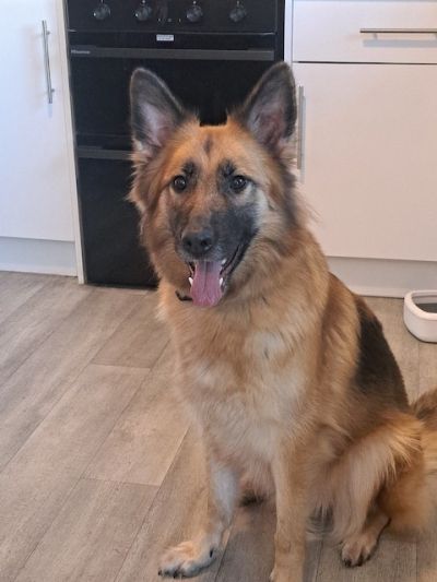 Saphire, a 5 years old female German Shepherd available for adoption from German Shepherd Rescue Scotland in Scotland