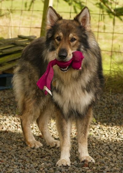 Kenzo, a 3 years old male German Shepherd available for adoption from German Shepherd Rescue Scotland in Scotland