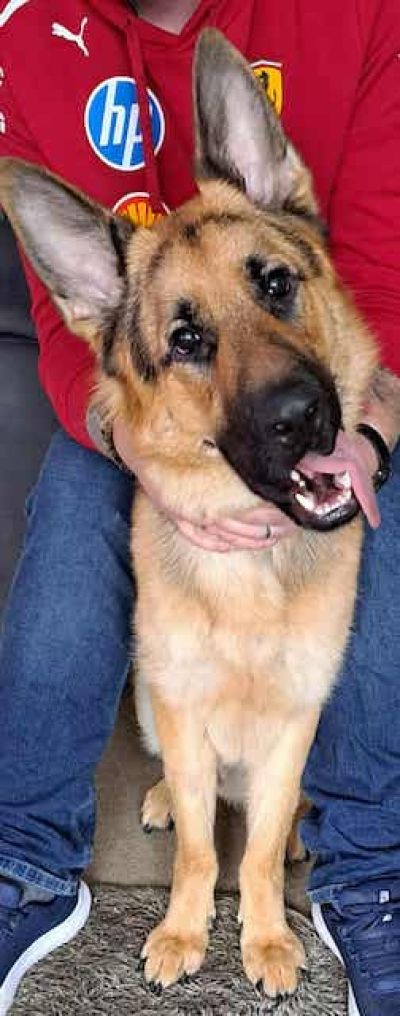 Wilson, a Unknown old male German Shepherd available for adoption from German Shepherd Rescue Scotland in Scotland