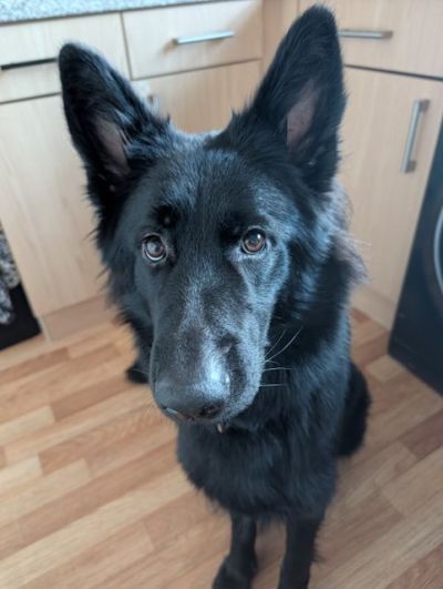 Tara (b), a female German Shepherd available for adoption from German Shepherd Rescue Scotland in Scotland