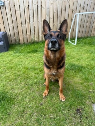Milo, a 5 years old male German Shepherd available for adoption from German Shepherd Rescue Scotland in Scotland