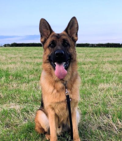 Ferdi, a 7 years old male German Shepherd available for adoption from German Shepherd Rescue Scotland in Scotland
