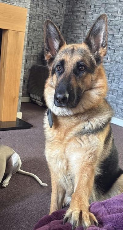 Alaska, a 4 years old female German Shepherd available for adoption from German Shepherd Rescue Scotland in Scotland