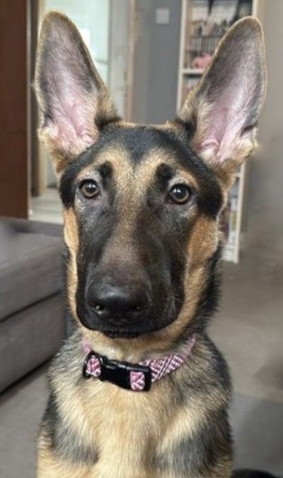 Pomni, a Unknown old female German Shepherd available for adoption from German Shepherd Rescue Scotland in Scotland