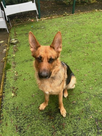 Kaia, a 5 years old female German Shepherd available for adoption from German Shepherd Rescue Scotland in Scotland