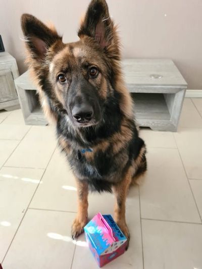 Blue, a 6 years old male German Shepherd available for adoption from German Shepherd Rescue Scotland in Scotland