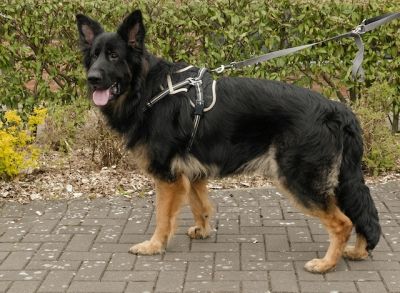 Kylo, a Unknown old male German Shepherd available for adoption from German Shepherd Rescue Scotland in Scotland