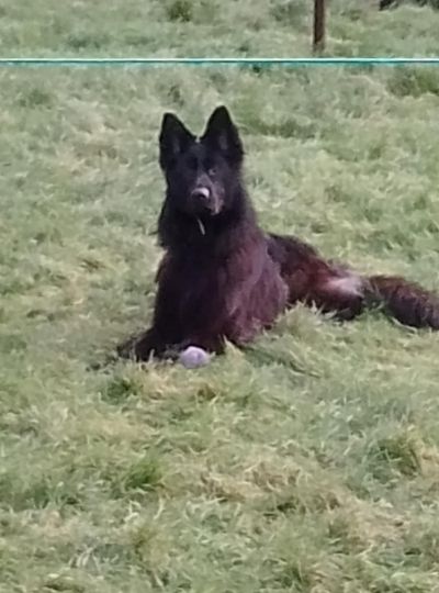 Nox, a 2 years old female German Shepherd available for adoption from German Shepherd Rescue Scotland in Scotland