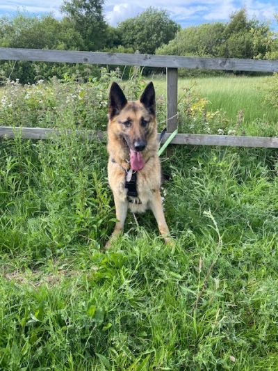 Tara, a 7 years old female German Shepherd available for adoption from German Shepherd Rescue Scotland in Scotland