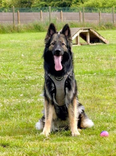 Dakota, a female German Shepherd available for adoption from German Shepherd Rescue Scotland in Scotland