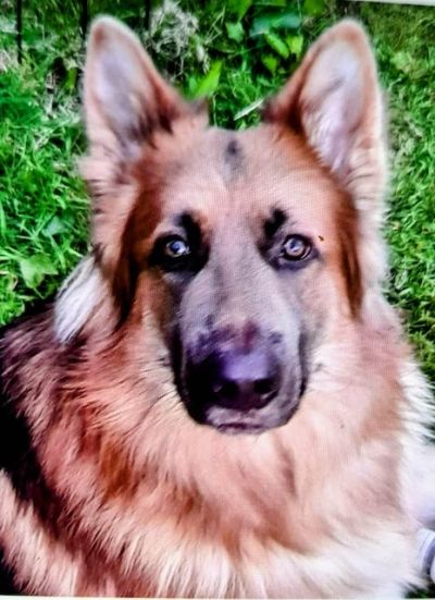 Kane, a Unknown old male German Shepherd available for adoption from German Shepherd Rescue Scotland in Scotland