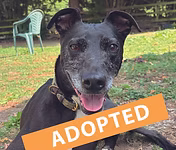 Beatrice, a 6 years old female Lurcher available for adoption from Good Life Dog Rescue in West Yorkshire