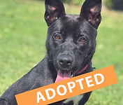 Clara, a 11 months old female Staffordshire Bull Terrier X German Shepherd available for adoption from Good Life Dog Rescue in West Yorkshire