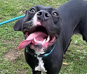 Paloma, a 1 year old female Lurcher available for adoption from Good Life Dog Rescue in West Yorkshire