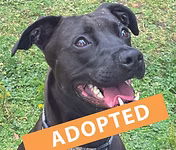 Esther, a 1 year old female Staffordshire Bull Terrier X available for adoption from Good Life Dog Rescue in West Yorkshire