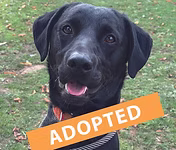 Hudson, a 3 years old male Labrador X available for adoption from Good Life Dog Rescue in West Yorkshire