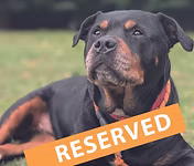 Lucy, a 6 years old female Rottweiler X Staffordshire Bull Terrier available for adoption from Good Life Dog Rescue in West Yorkshire