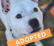 Holly, a 4 years old female Staffordshire Bull Terrier available for adoption from Good Life Dog Rescue in West Yorkshire