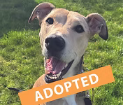 Benson, a 6 years old male Unknown available for adoption from Good Life Dog Rescue in West Yorkshire