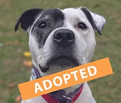 Miller, a 9 years old female Staffordshire Bull Terrier available for adoption from Good Life Dog Rescue in West Yorkshire