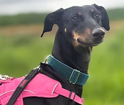 Queenie, a 5 years old female Lurcher available for adoption from Good Life Dog Rescue in West Yorkshire