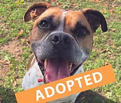 Harvey, a 6 years old male Staffordshire Bull Terrier X available for adoption from Good Life Dog Rescue in West Yorkshire