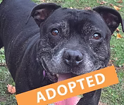 Reggie, a 8 years old male Staffordshire Bull Terrier available for adoption from Good Life Dog Rescue in West Yorkshire