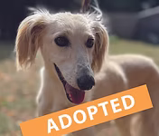 Gwen, a 1 year old female Saluki X Whippet available for adoption from Good Life Dog Rescue in West Yorkshire