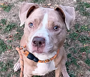 Vera, a 5 years old female Staffordshire Bull Terrier X available for adoption from Good Life Dog Rescue in West Yorkshire