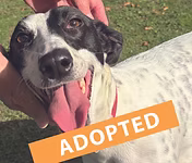 Scout, a 2 years old female Lurcher available for adoption from Good Life Dog Rescue in West Yorkshire